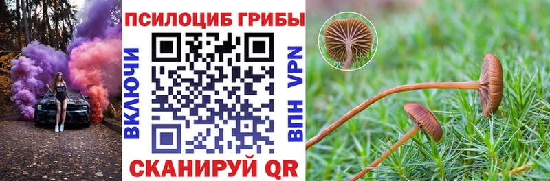 магазин продажи   Мичуринск  Псилоцибиновые грибы мицелий 